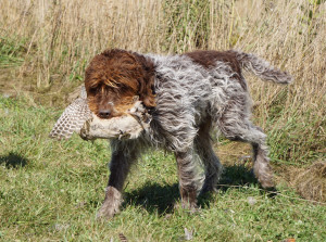 bird dog